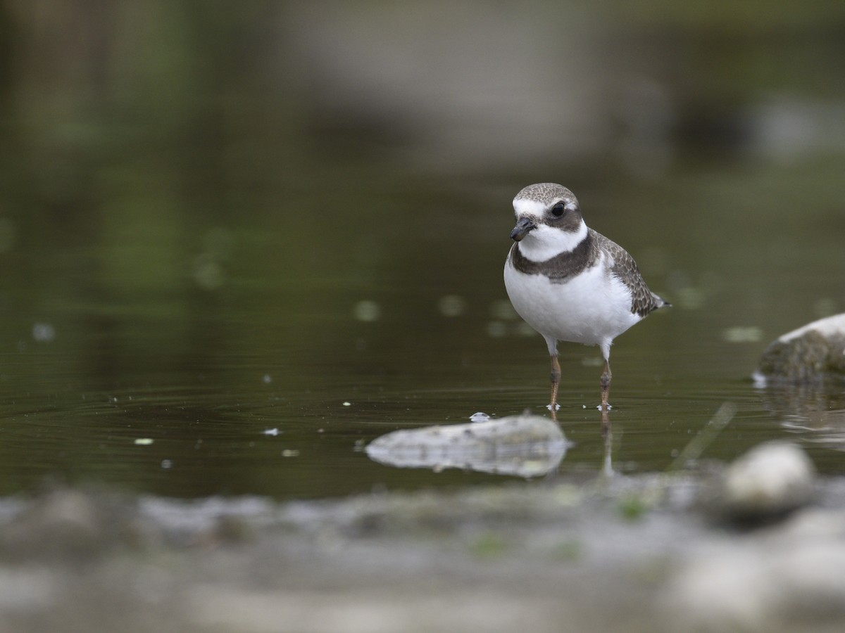 Semipalmated Plover - ML607795141