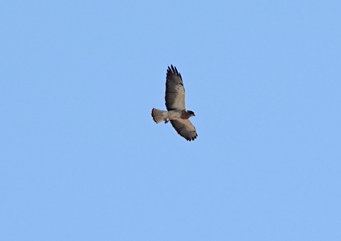 Swainson's Hawk - ML607795191