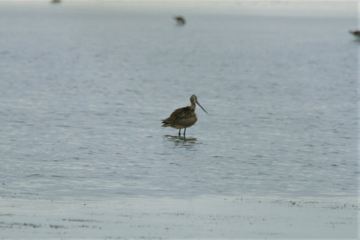 Marbled Godwit - ML607795221