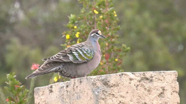 Common Bronzewing - ML607796111