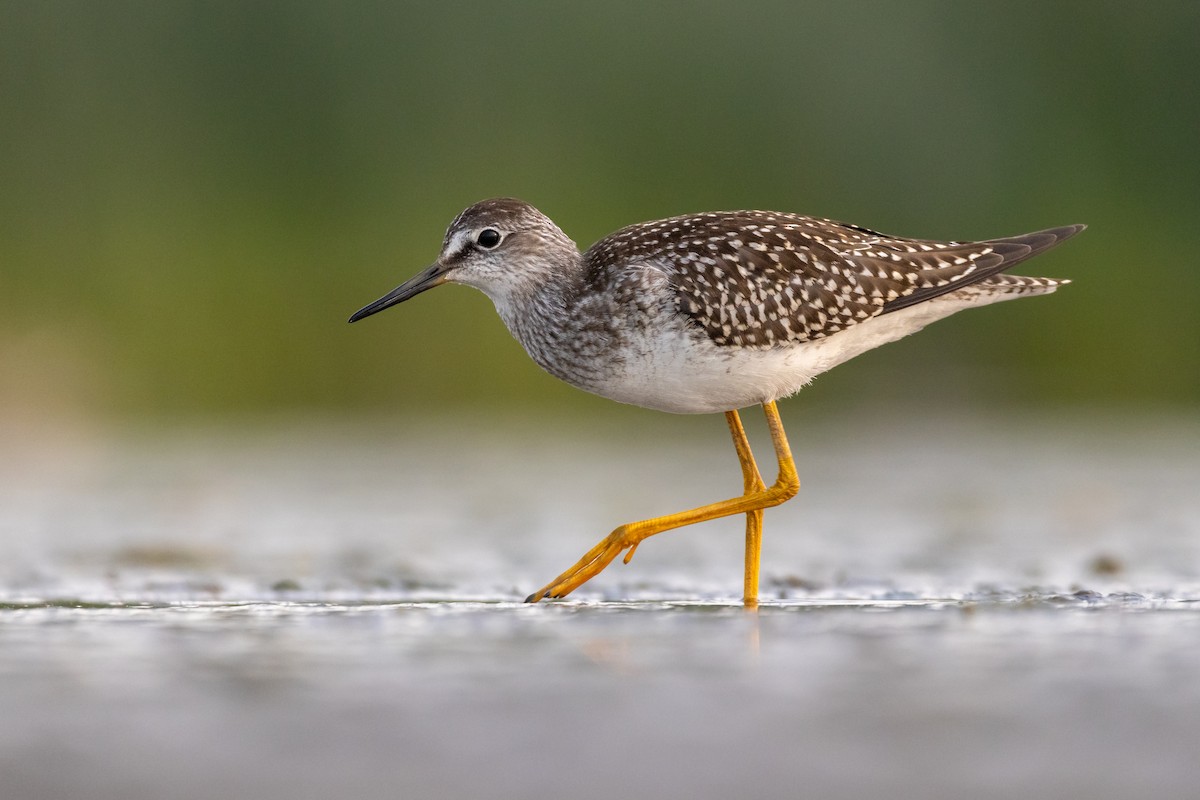 Lesser Yellowlegs - ML607796431