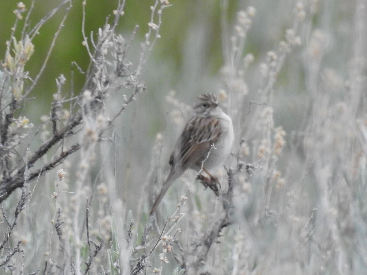 Brewer's Sparrow - Shane Sater