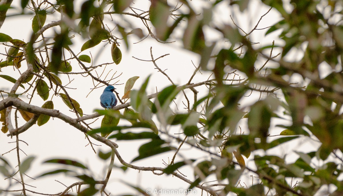 Plum-throated Cotinga - ML607796651