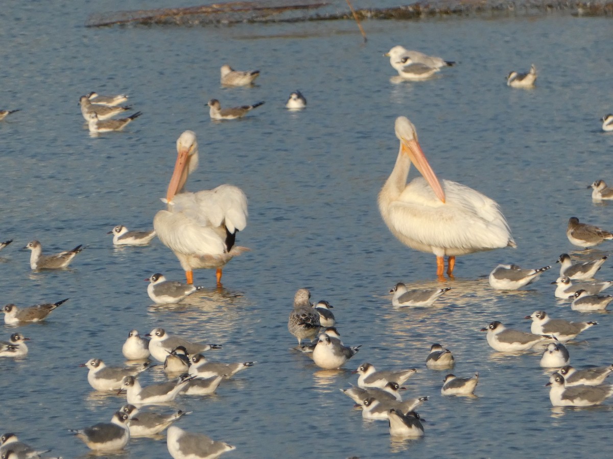 pelikán severoamerický - ML607797211