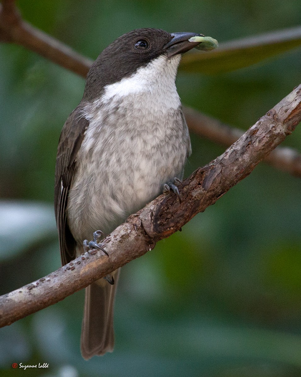 Puerto-Rico-Tangare - ML60779791