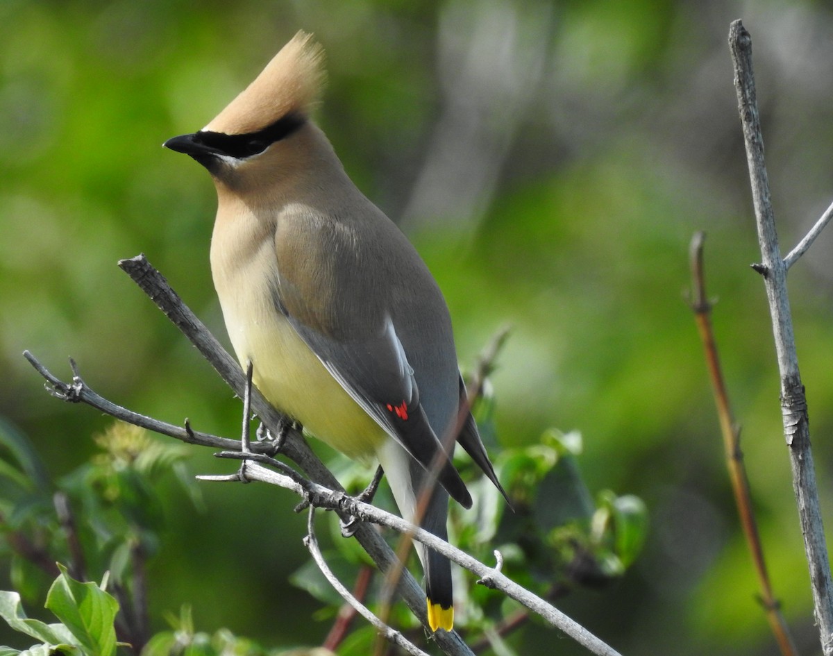 Cedar Waxwing - ML60779801