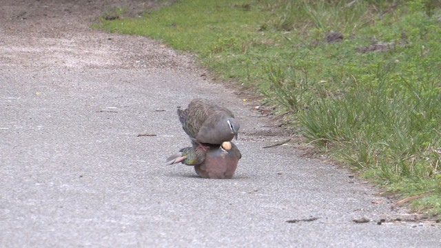 Common Bronzewing - ML607798091