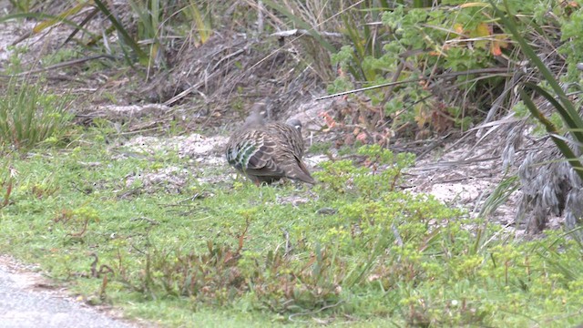 Common Bronzewing - ML607798101