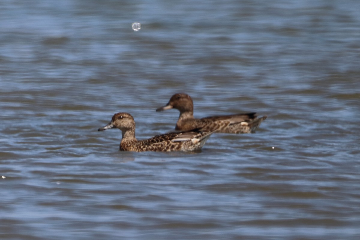 Green-winged Teal - ML607799021