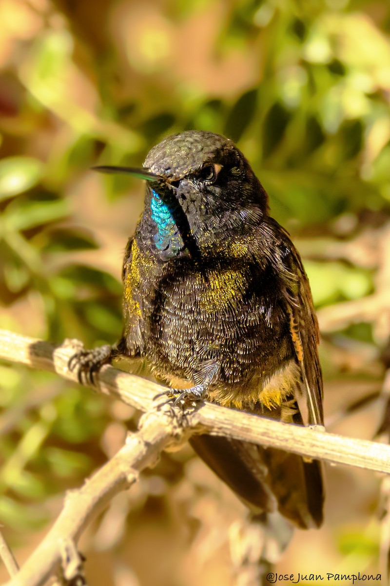 kolibřík mourovatý - ML607799121