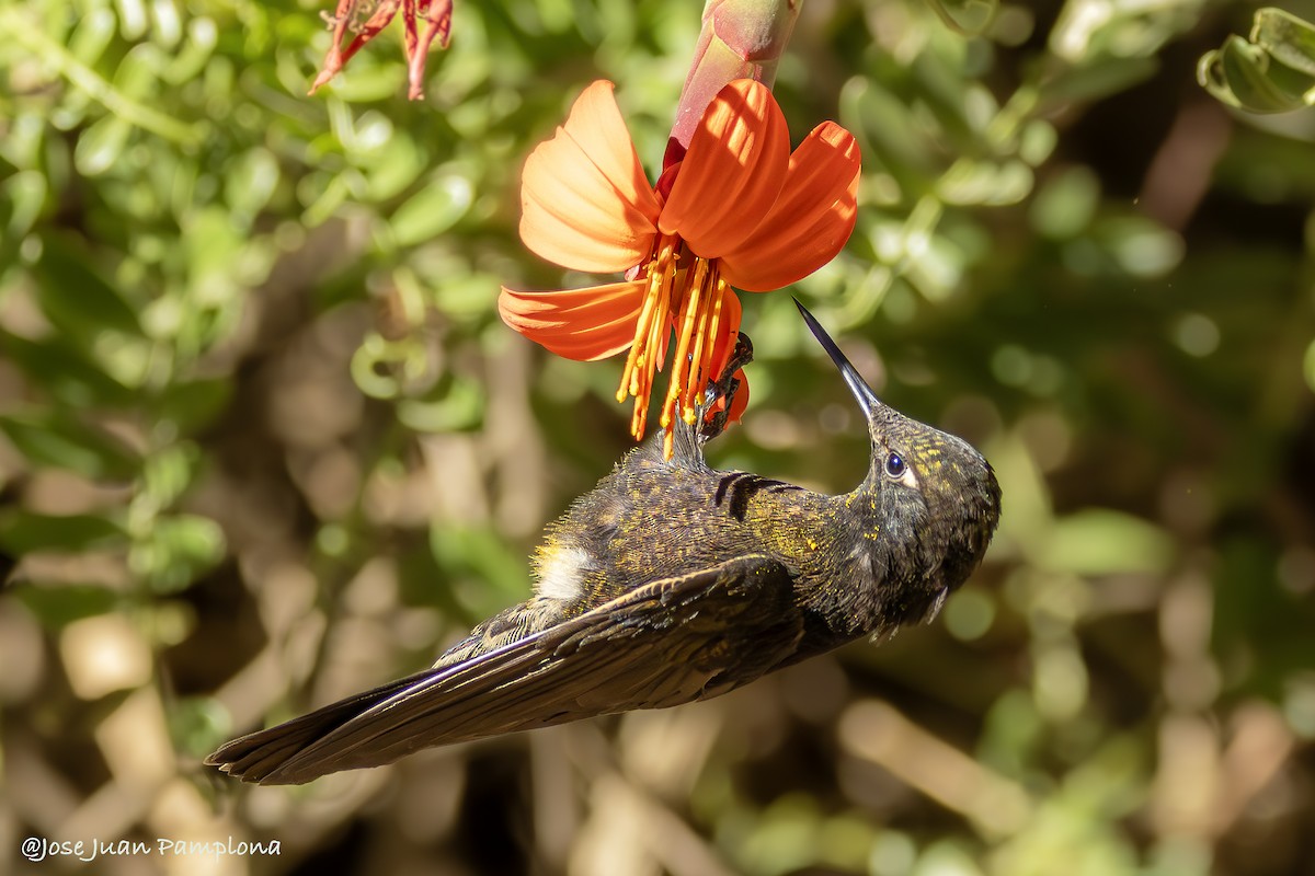 kolibřík mourovatý - ML607799131