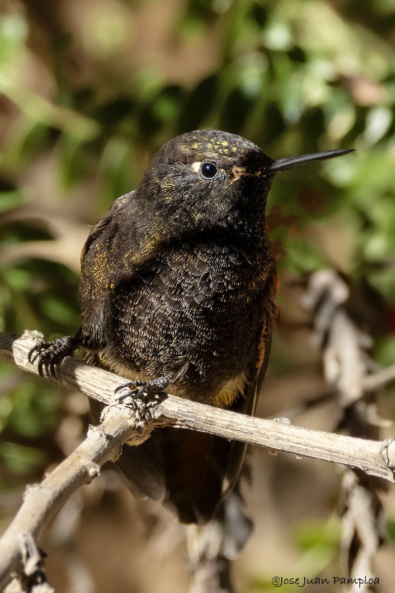 kolibřík mourovatý - ML607799151