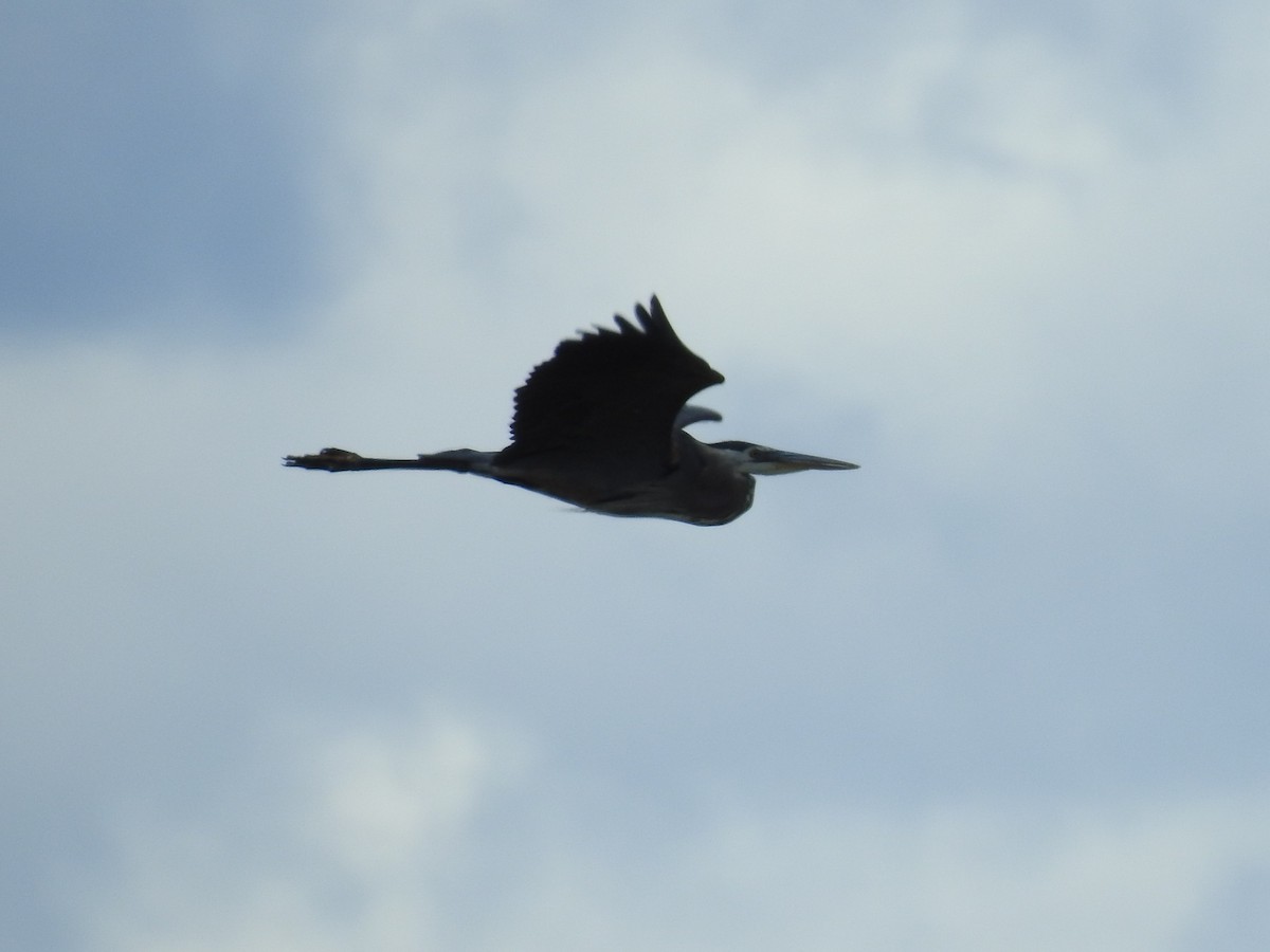 Great Blue Heron - ML60779931