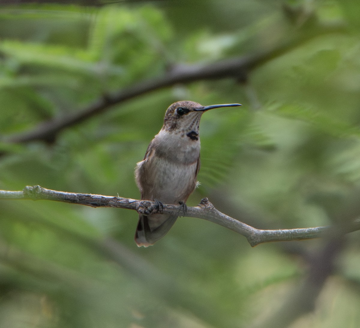 Colibrí Gorjinegro - ML607800131