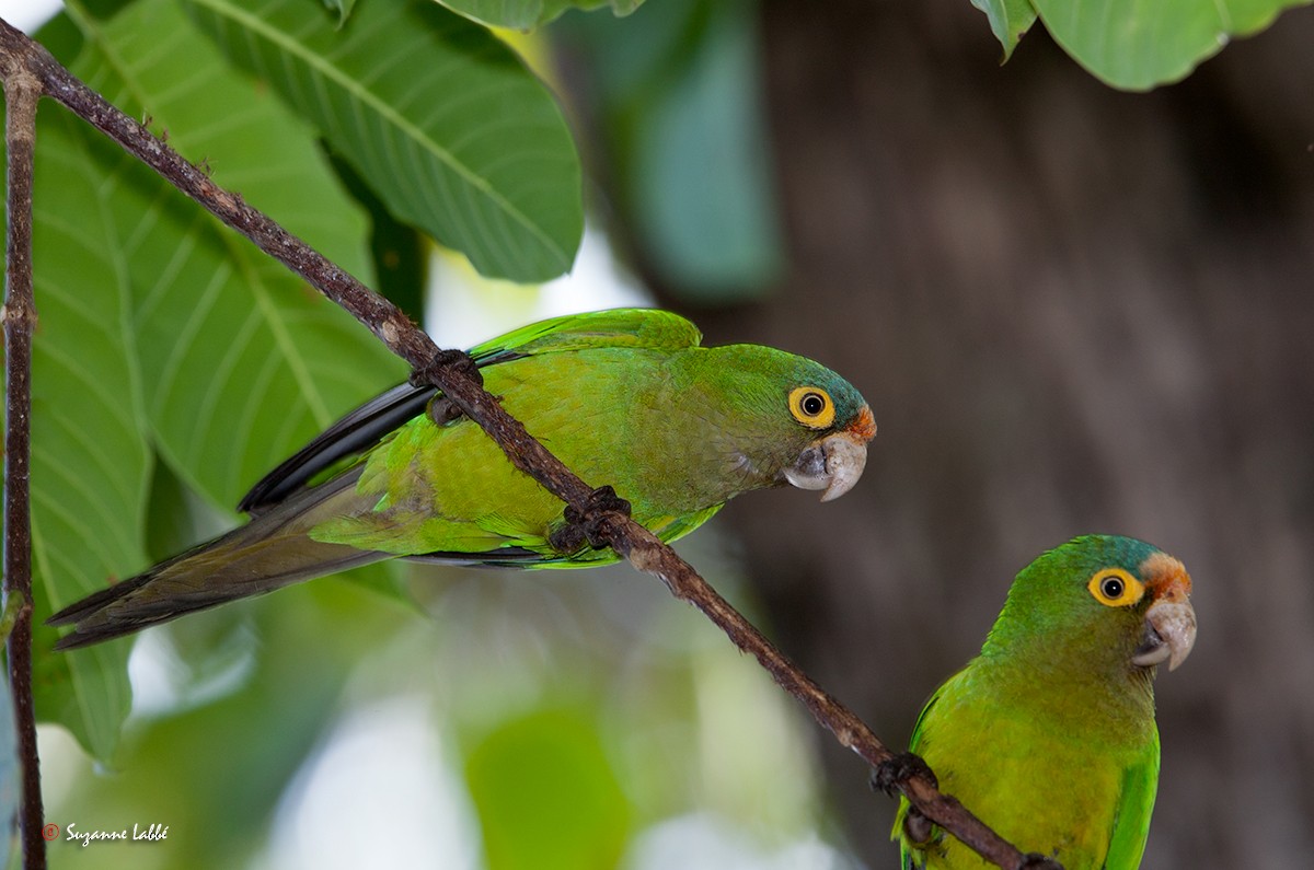 Orange-fronted Parakeet - ML60780121