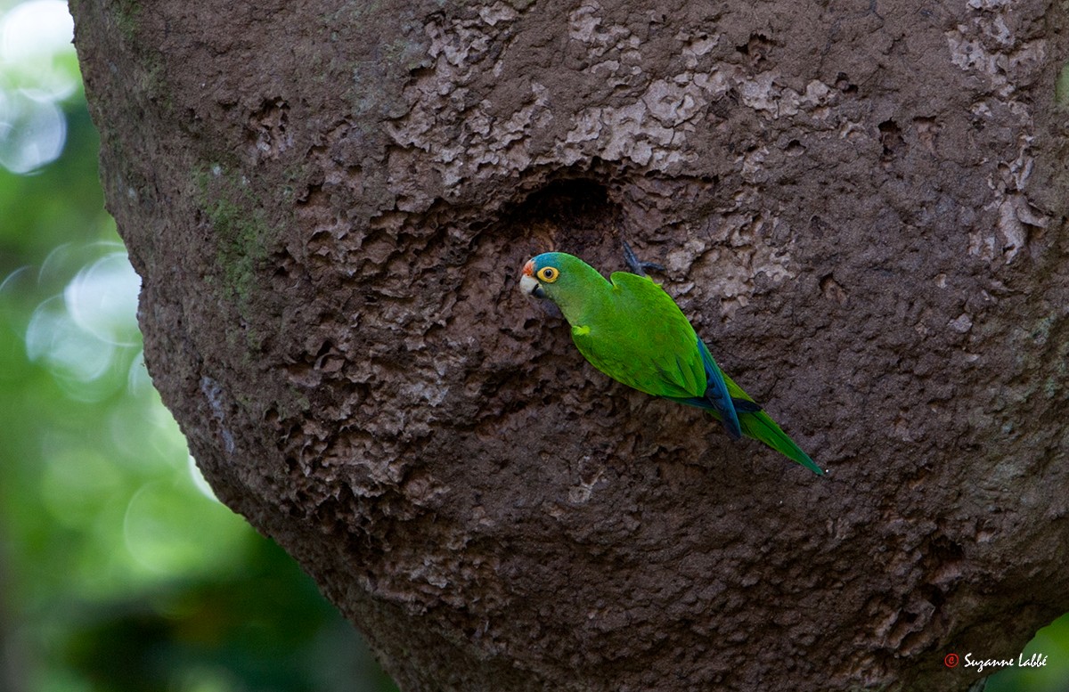 Orange-fronted Parakeet - Suzanne Labbé