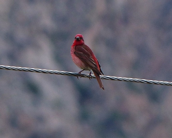 Common Rosefinch - forest venkat