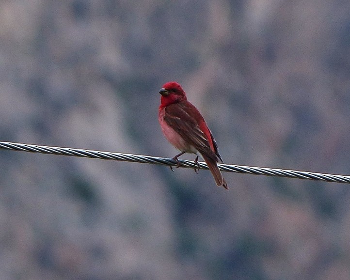 Common Rosefinch - forest venkat