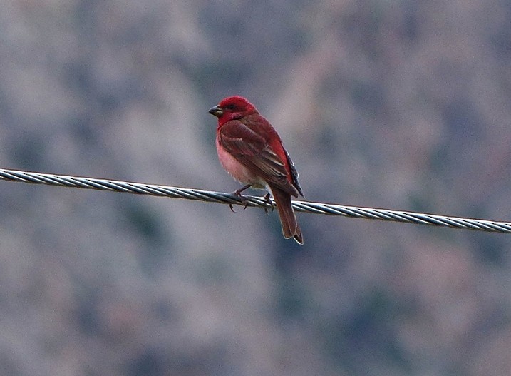 Common Rosefinch - forest venkat