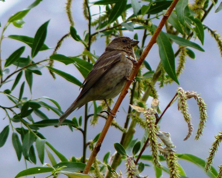 Common Rosefinch - forest venkat