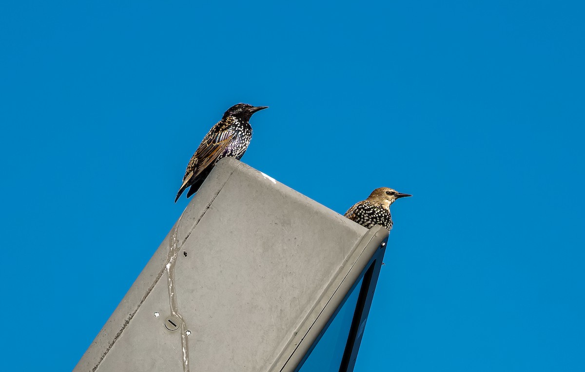 European Starling - ML607802641