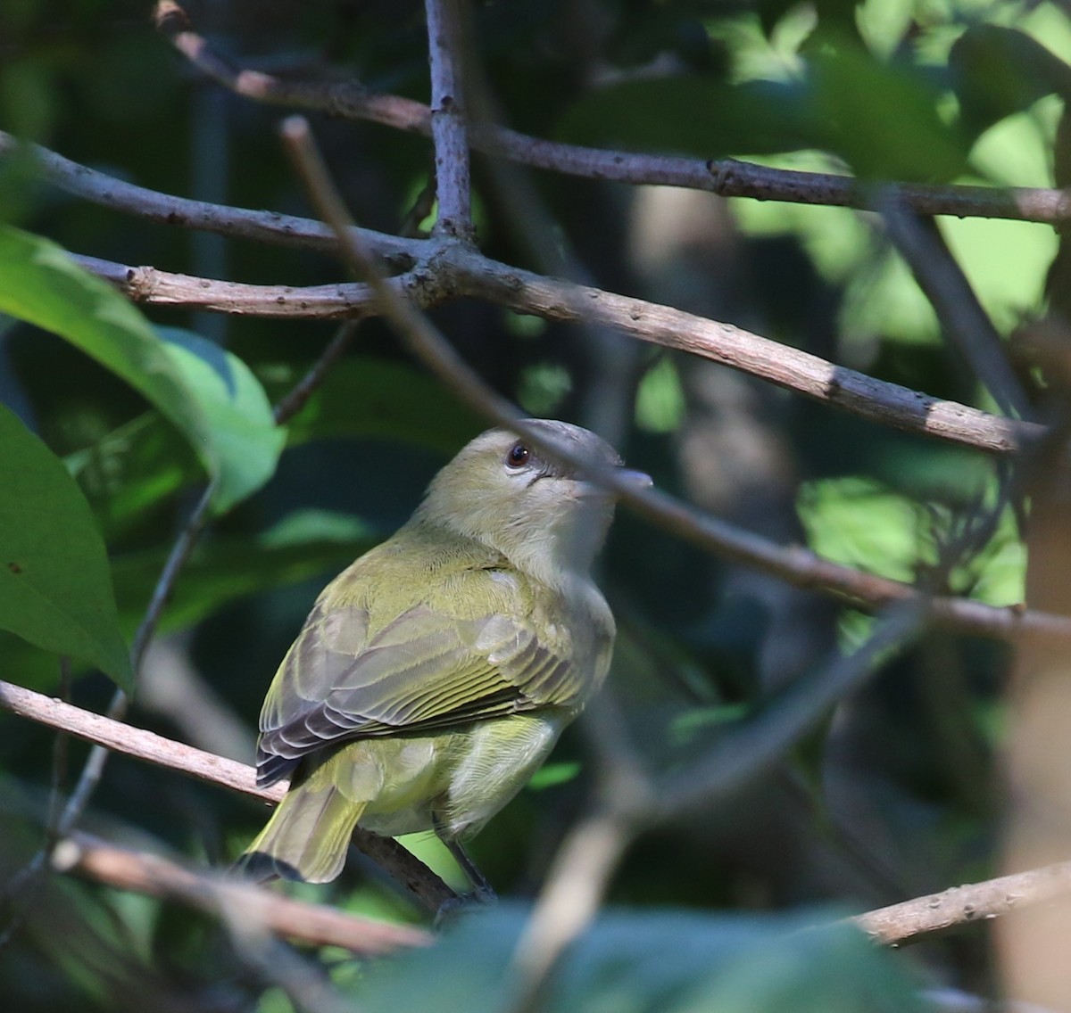 Red-eyed Vireo - ML607802961