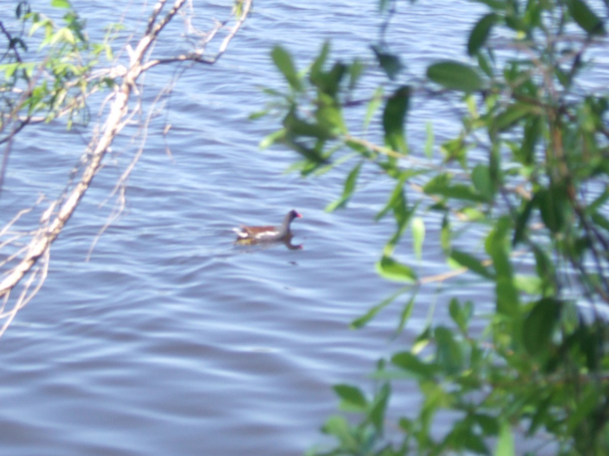 Common Gallinule - ML607803021