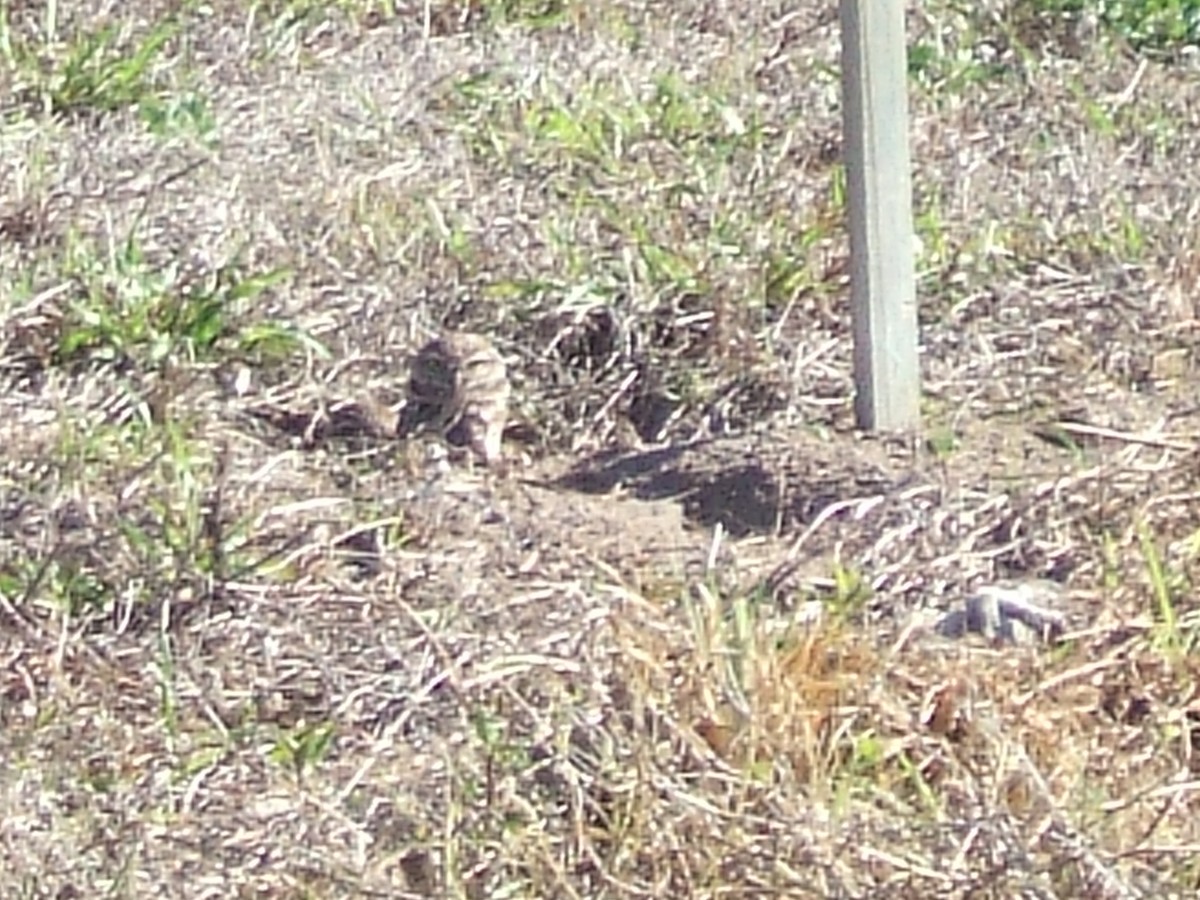 Burrowing Owl (Florida) - ML607803171