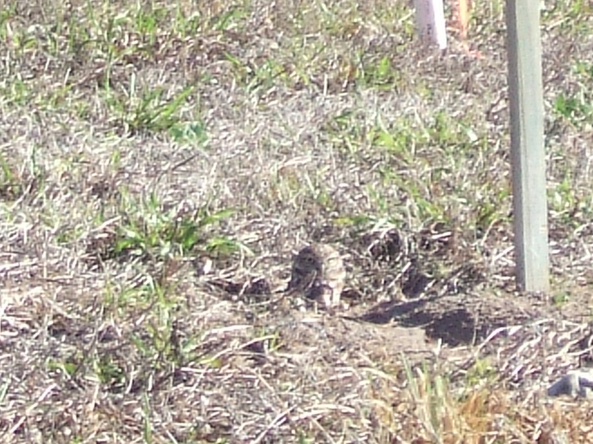 Burrowing Owl (Florida) - ML607803181