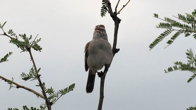 Bruant à épaulettes - ML607803371