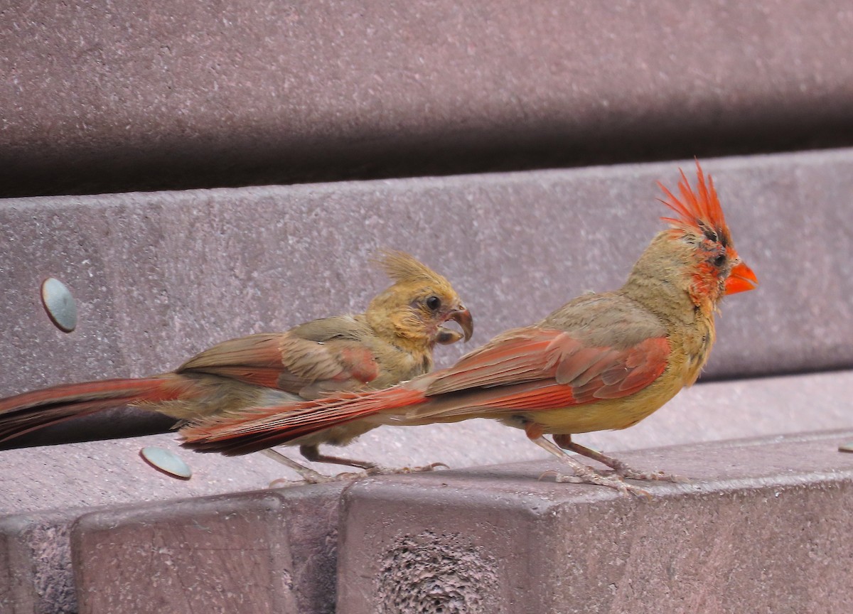 Northern Cardinal/Pyrrhuloxia - ML607803531