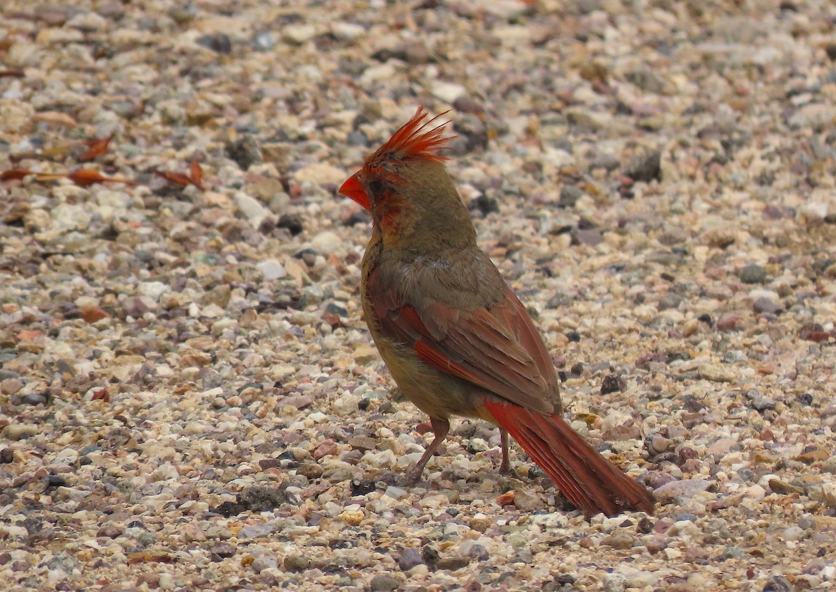 Northern Cardinal/Pyrrhuloxia - Ted Floyd