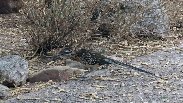 Greater Roadrunner - ML607804111