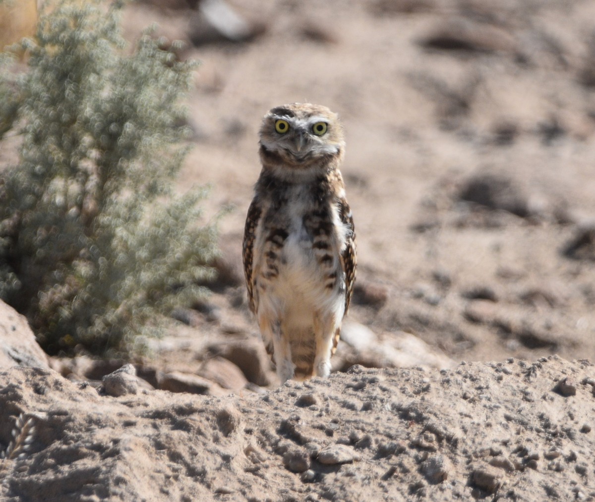 Burrowing Owl - Peter Olsoy