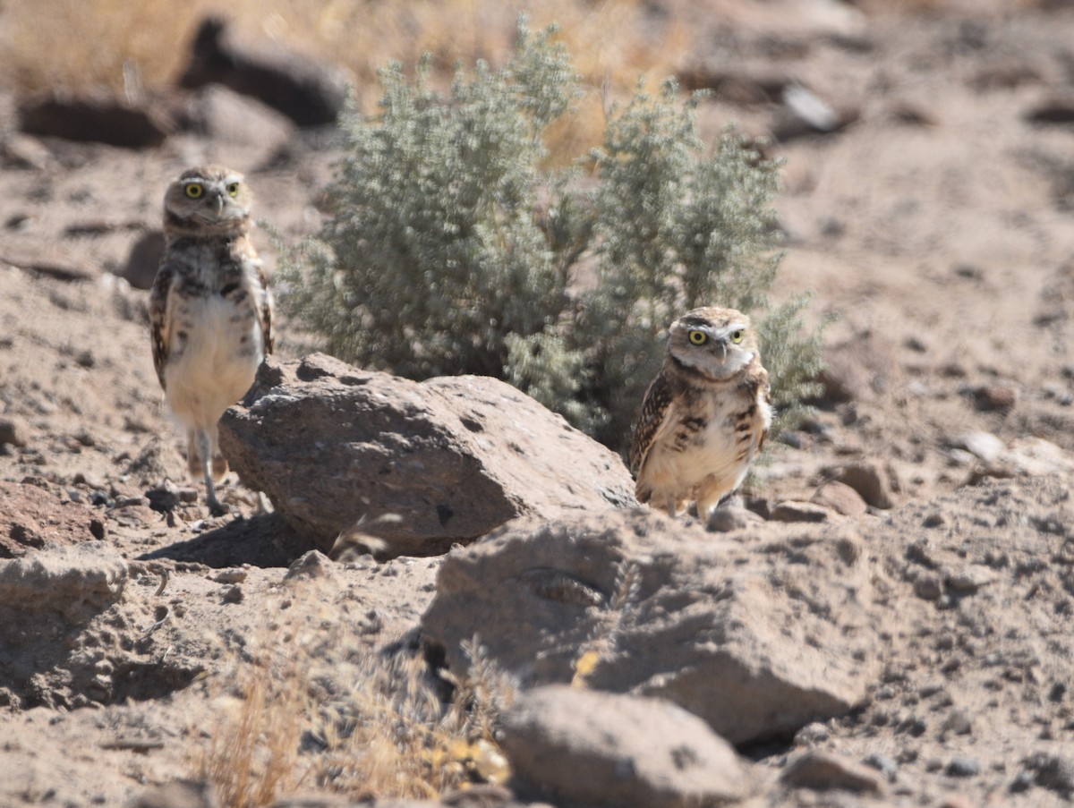 Burrowing Owl - ML607805131