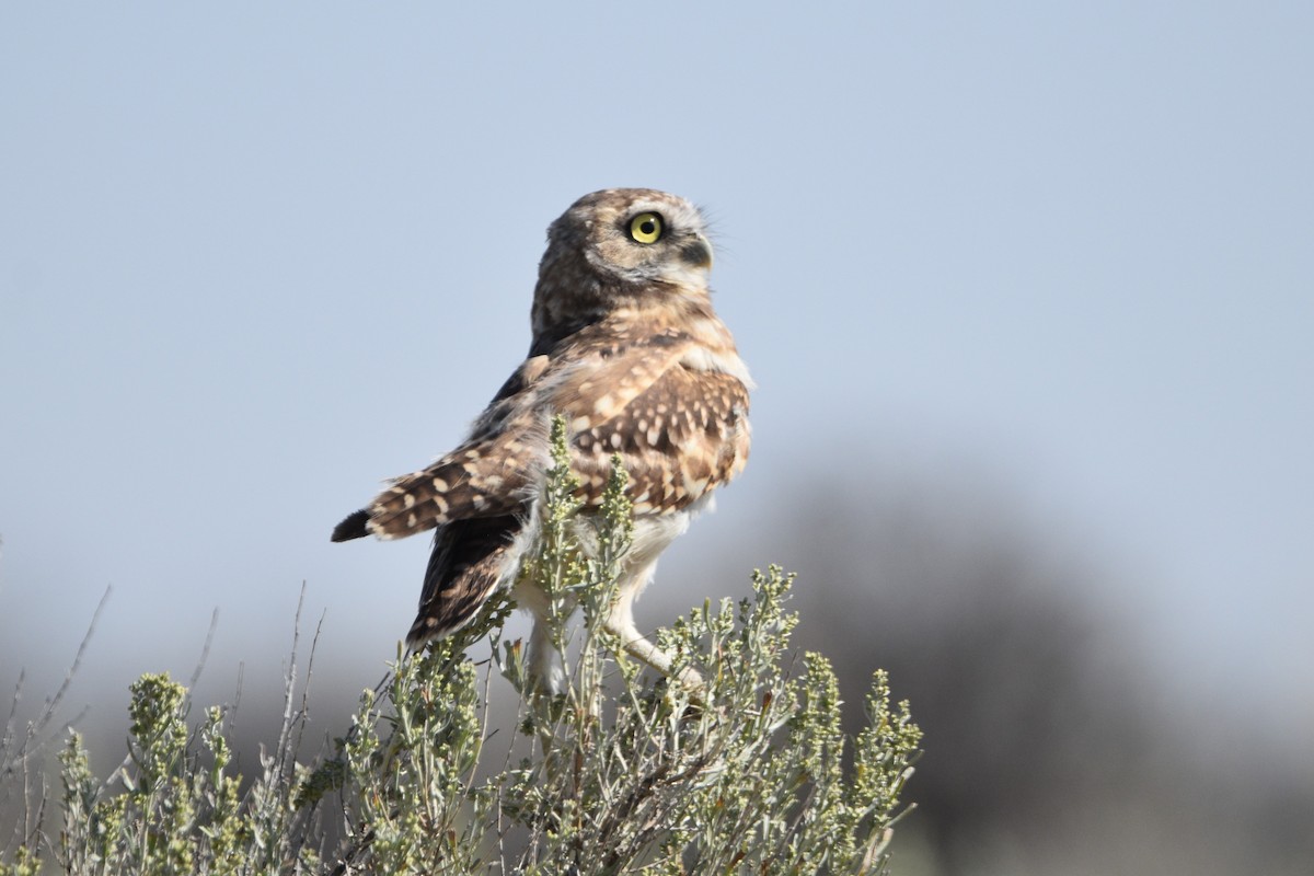 Burrowing Owl - Peter Olsoy