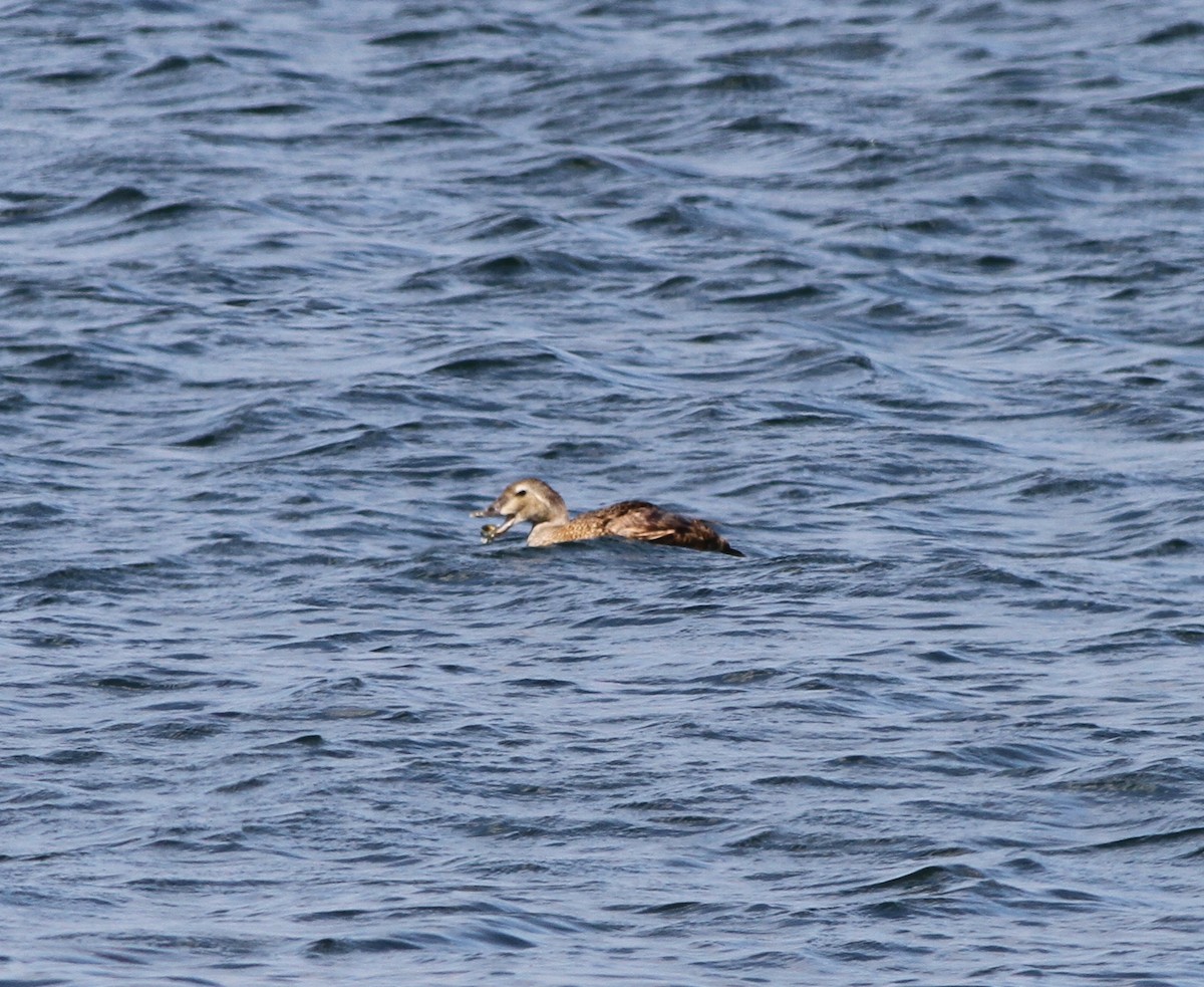 King Eider - ML607805391