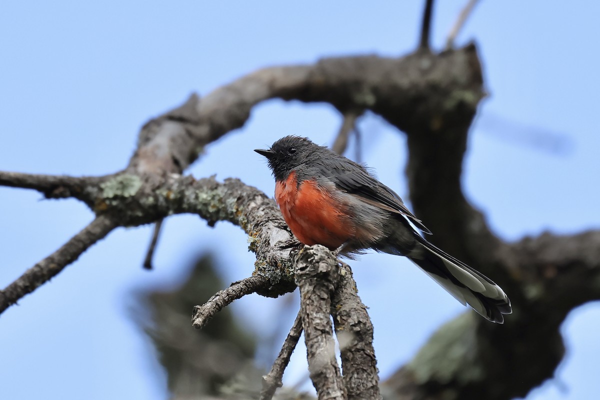 Slate-throated Redstart - ML607805831