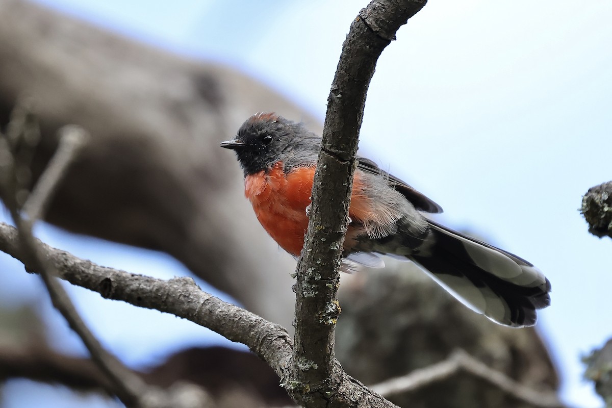 Slate-throated Redstart - ML607805841