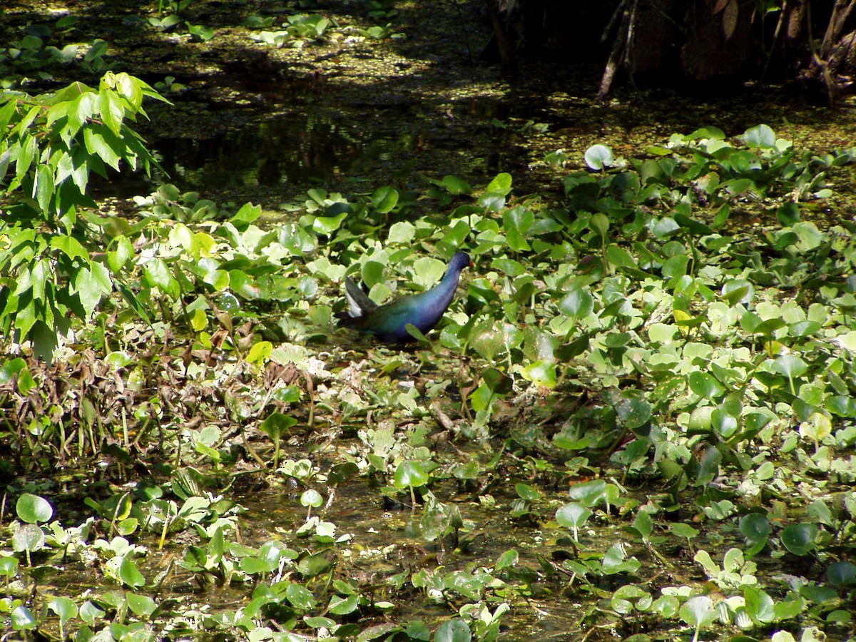 Purple Gallinule - ML607806111