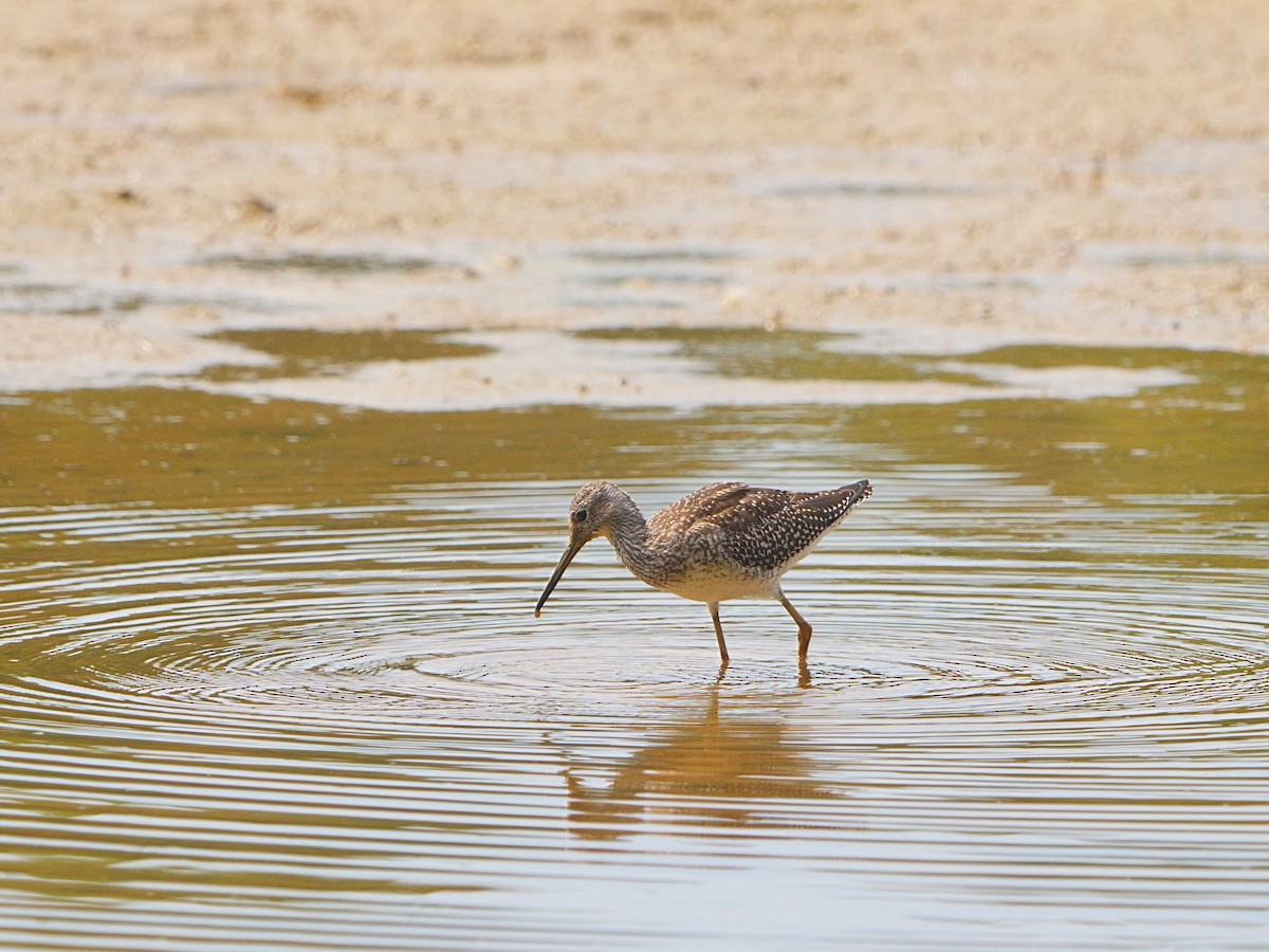 Greater Yellowlegs - ML607806441