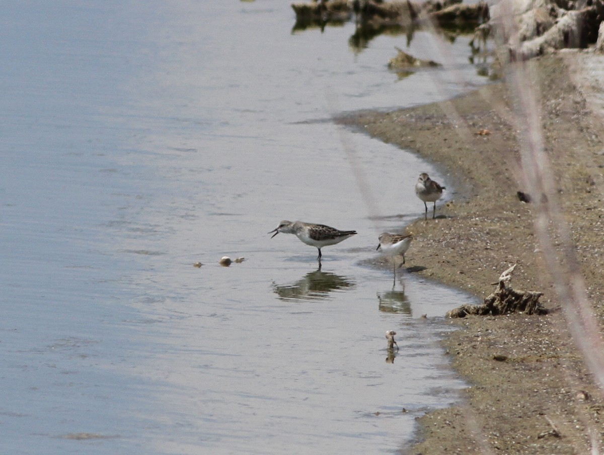 Semipalmated Sandpiper - ML607806511