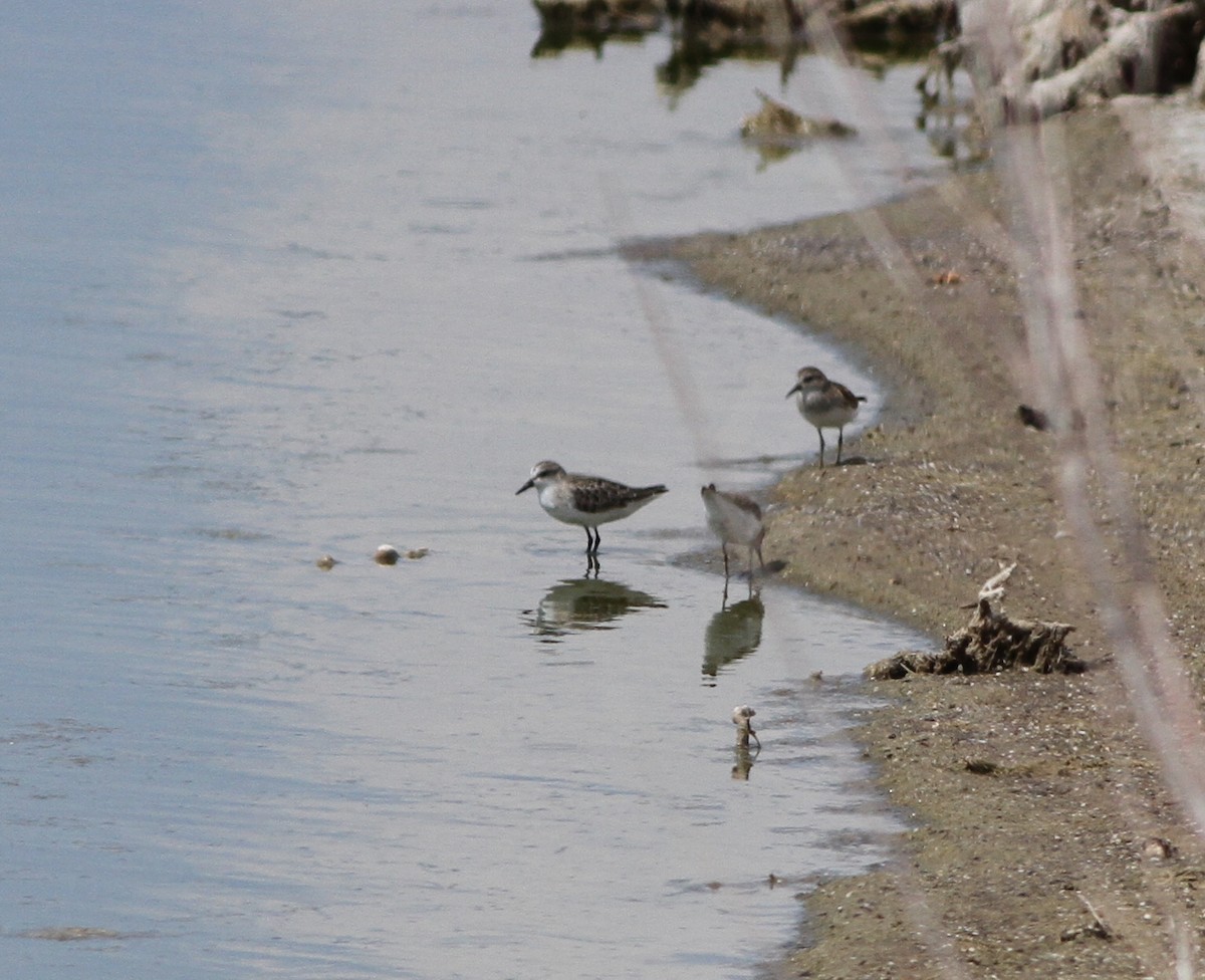 Semipalmated Sandpiper - ML607806521