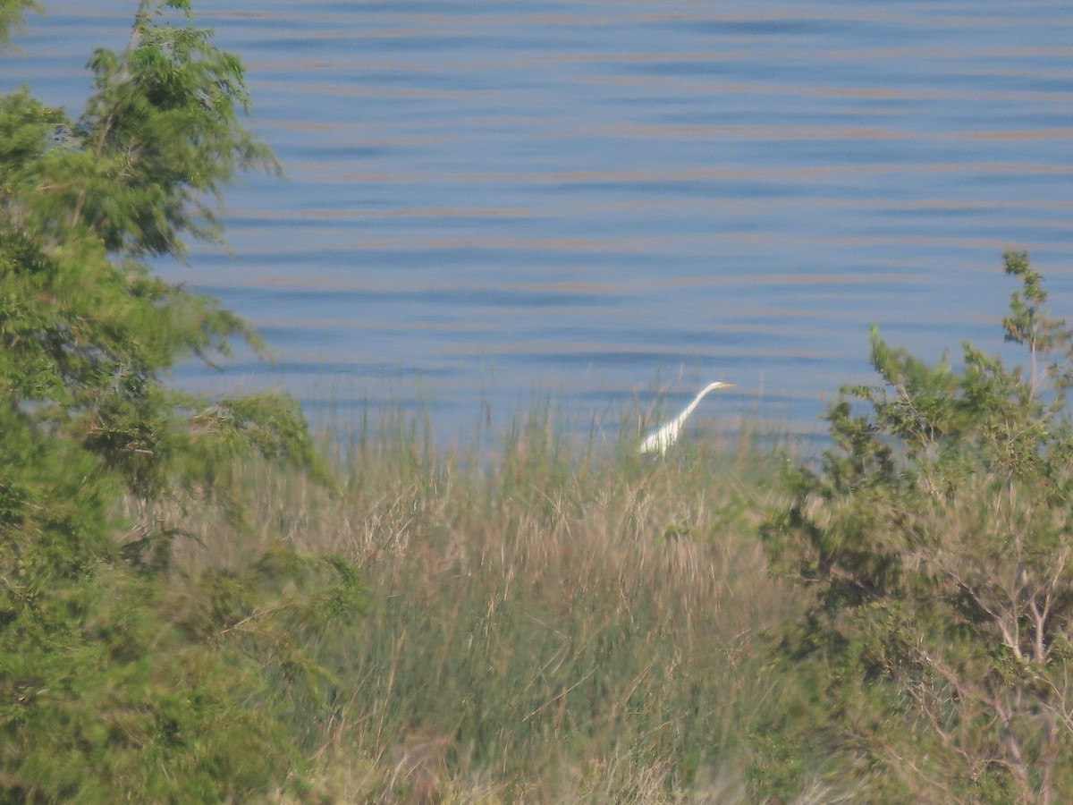 Great Egret - Deborah Essman