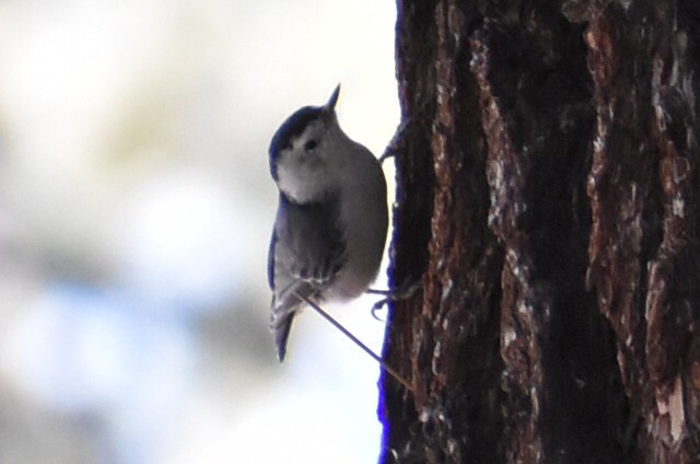 White-breasted Nuthatch - ML607807811