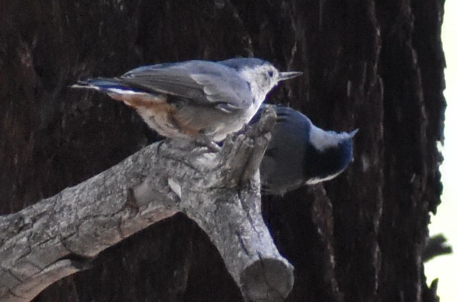 White-breasted Nuthatch - ML607807821