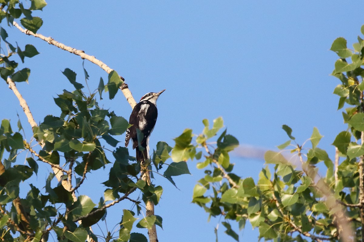 Hairy Woodpecker - ML607808091