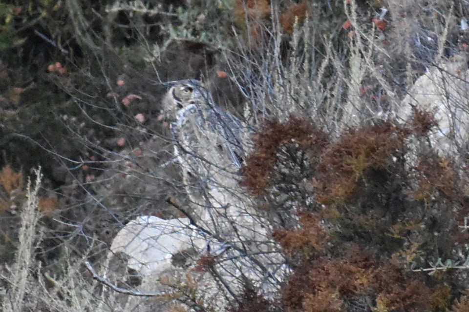 Great Horned Owl - ML607808201