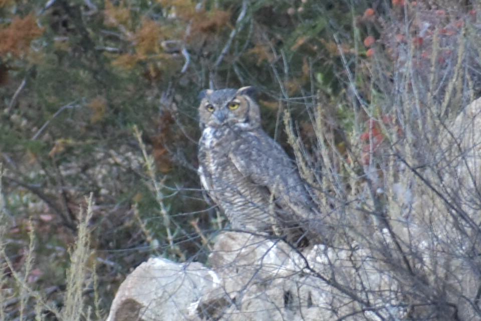 Great Horned Owl - ML607808211
