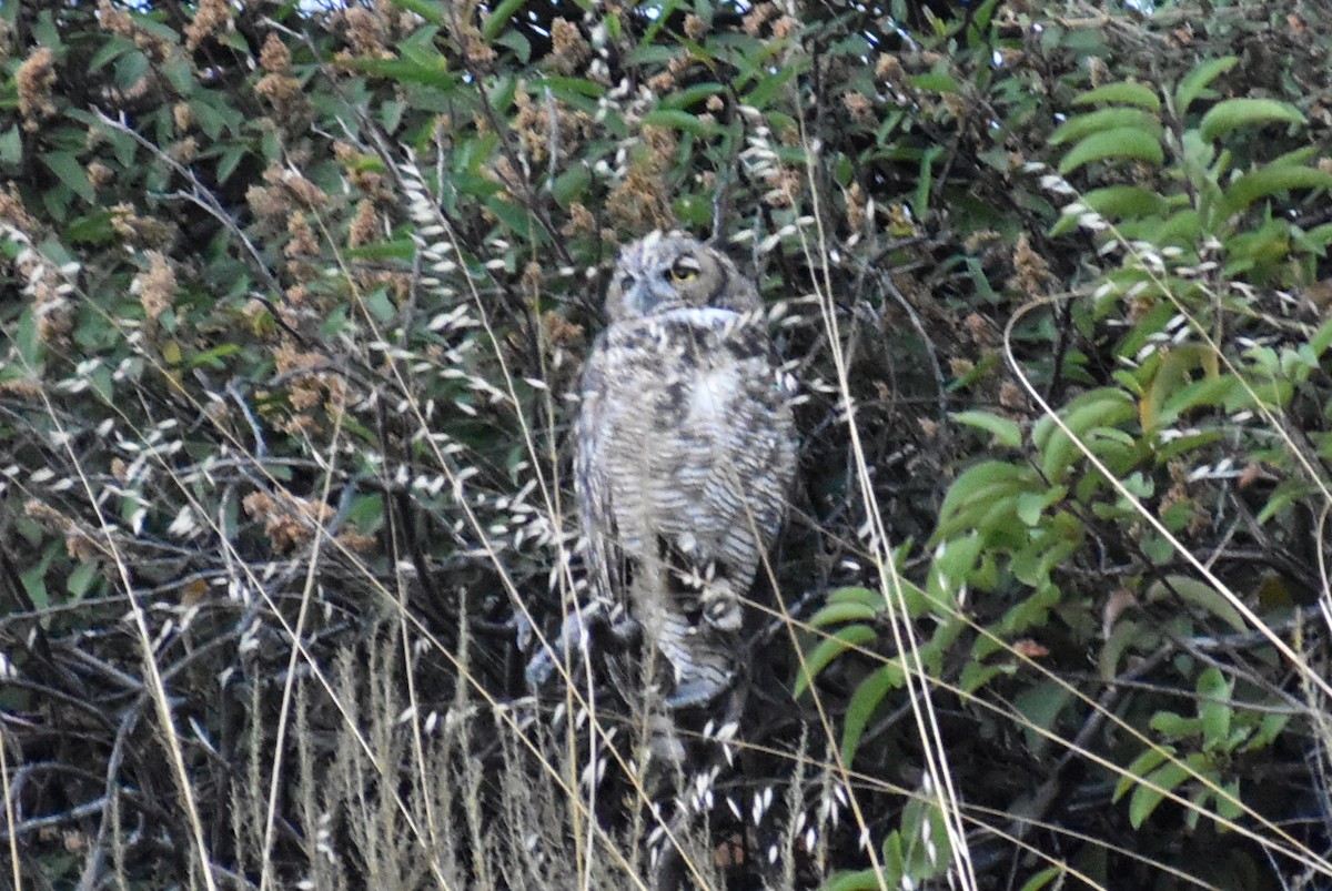 Great Horned Owl - ML607808231